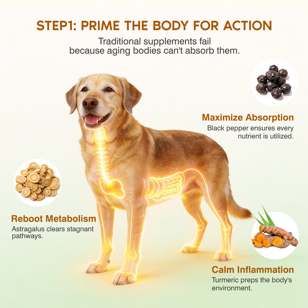 Immune & Healthy-Aging Mushroom Chews for Senior Dogs