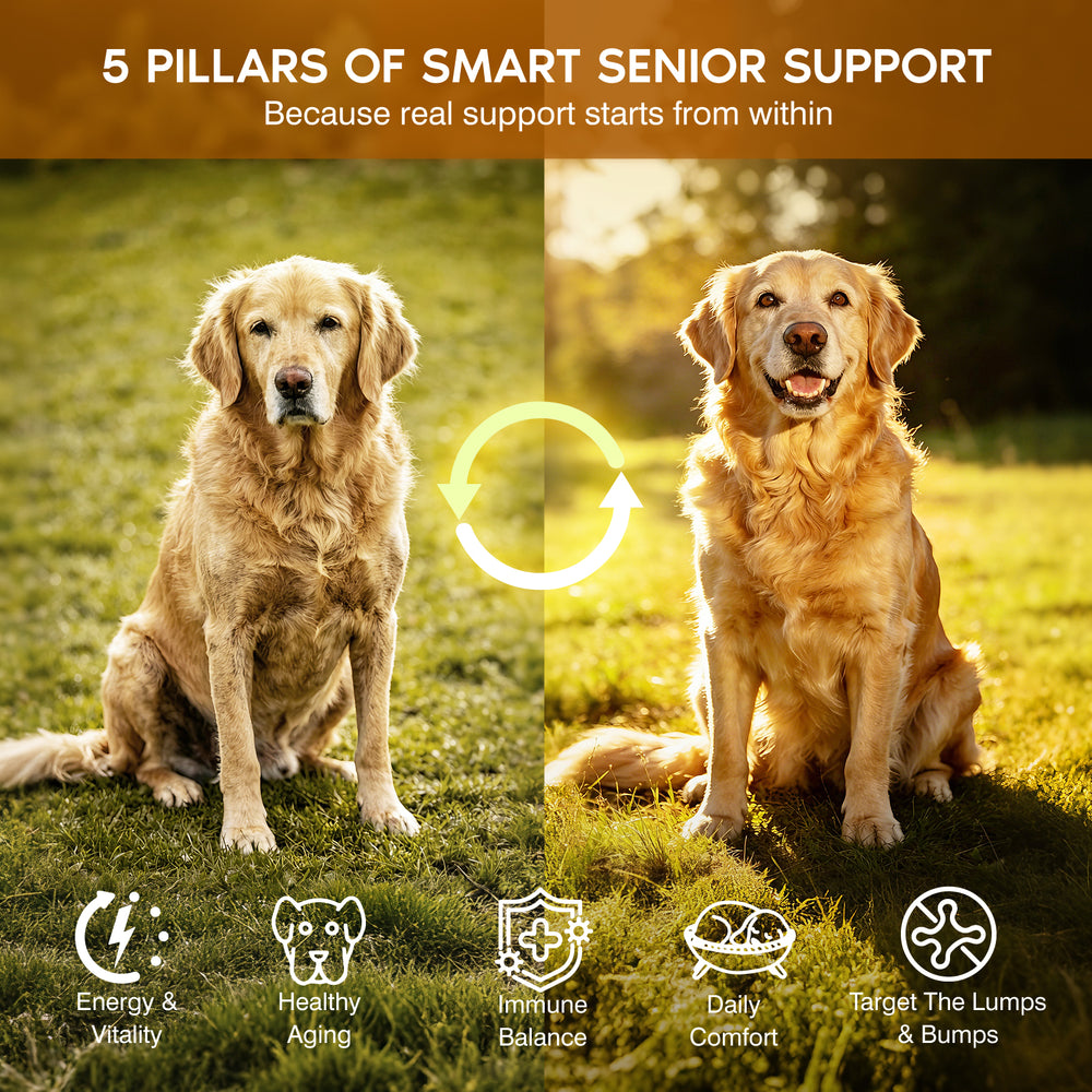 Immune & Healthy-Aging Mushroom Chews for Senior Dogs