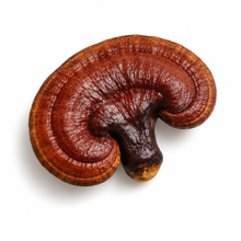 Reishi