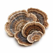 Turkey Tail